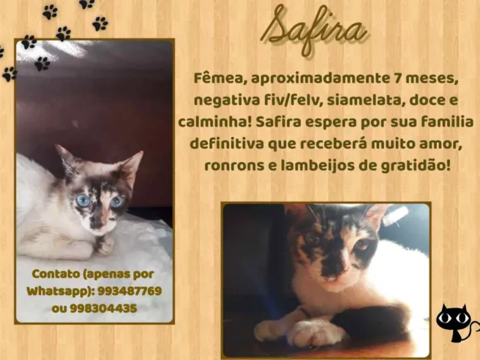 Gato ra a Vira lata idade 7 a 11 meses nome Safira