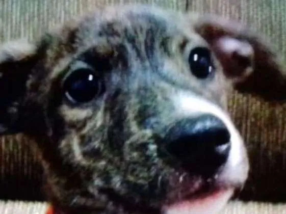 Cachorro ra a SRD  idade 2 a 6 meses nome Dhara 