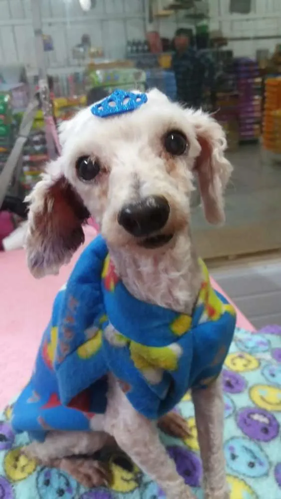 Cachorro raça Poodle idade 5 anos nome Poodle Galpão 