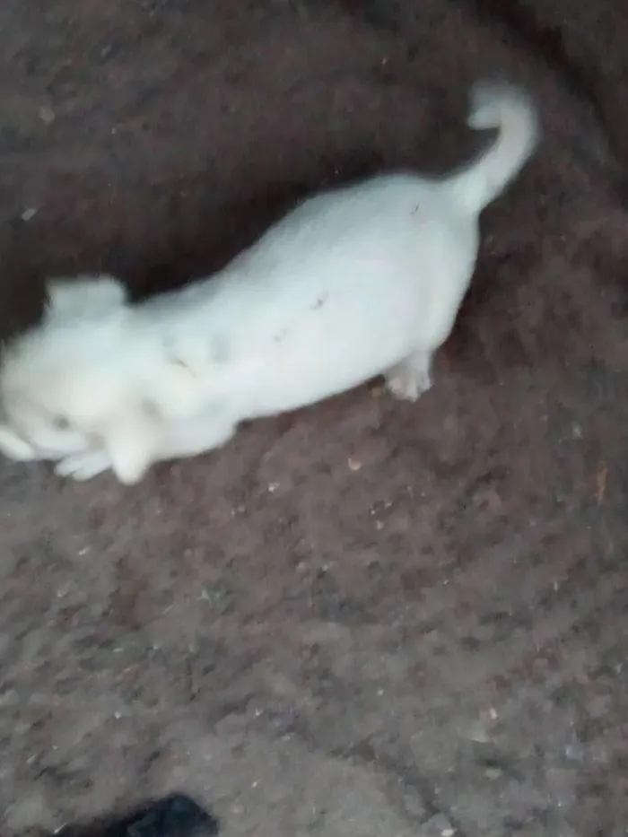 Cachorro raça Mista idade Abaixo de 2 meses nome Não tem