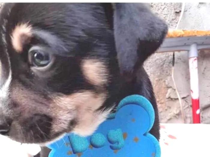 Cachorro ra a SRD idade 2 a 6 meses nome LULU