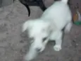 Não tem