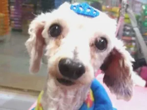 Cachorro raça Poodle idade 5 anos nome Poodle Galpão 