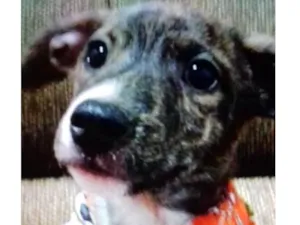 Cachorro raça SRD  idade 2 a 6 meses nome Dhara 