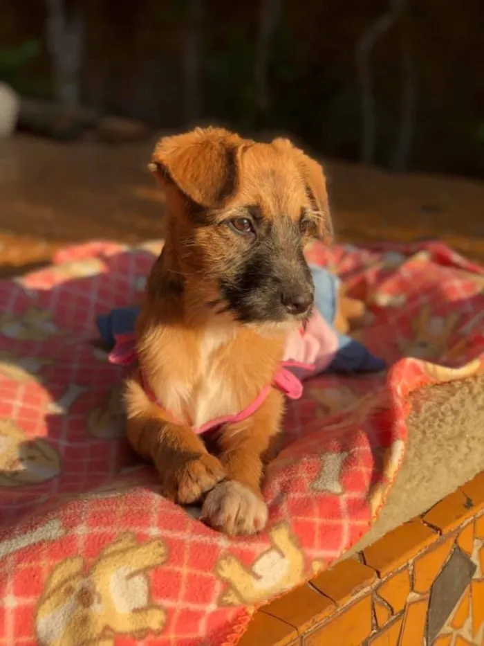 Cachorro ra a Srd idade 2 a 6 meses nome Cacau