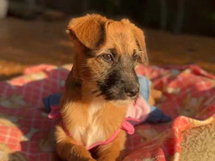 Cachorro ra a Srd idade 2 a 6 meses nome Cacau