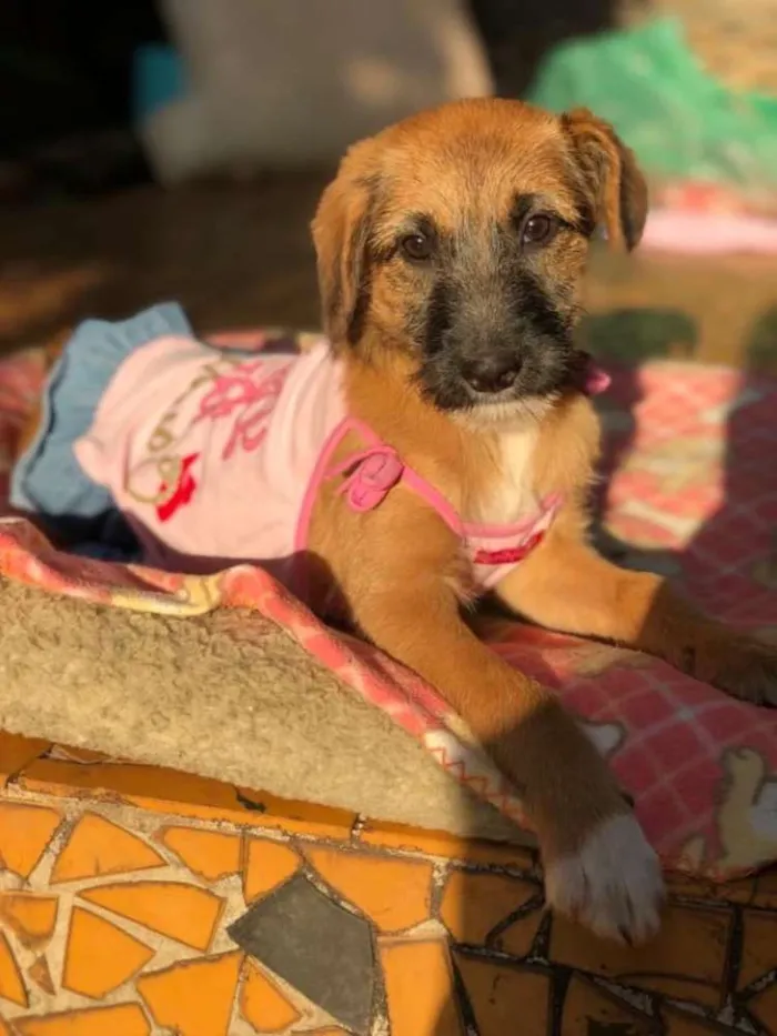 Cachorro ra a Srd idade 2 a 6 meses nome Cacau