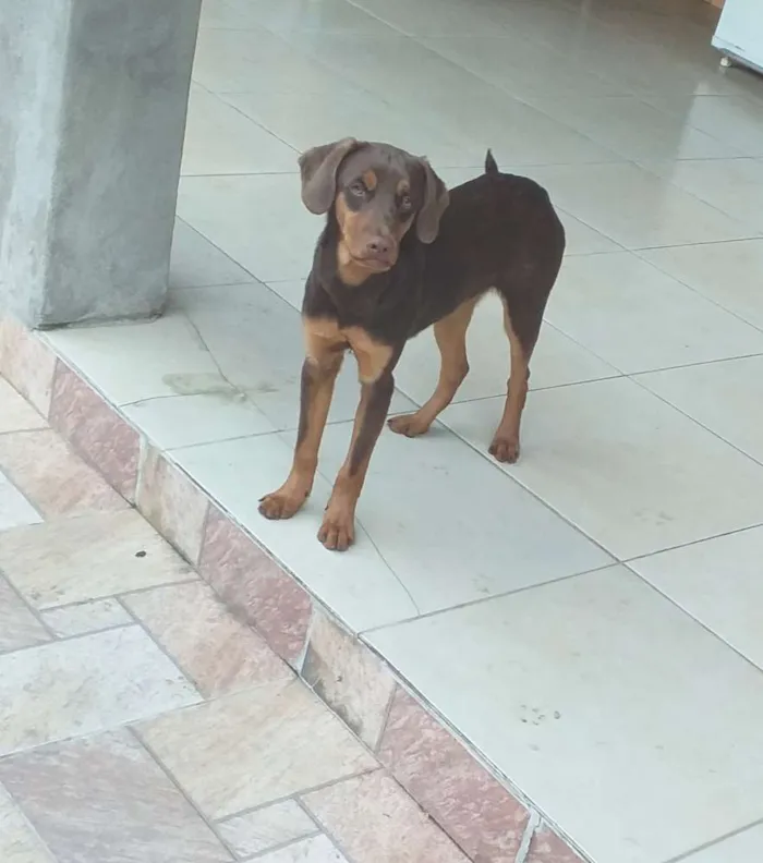 Cachorro ra a SRD idade 7 a 11 meses nome Logan