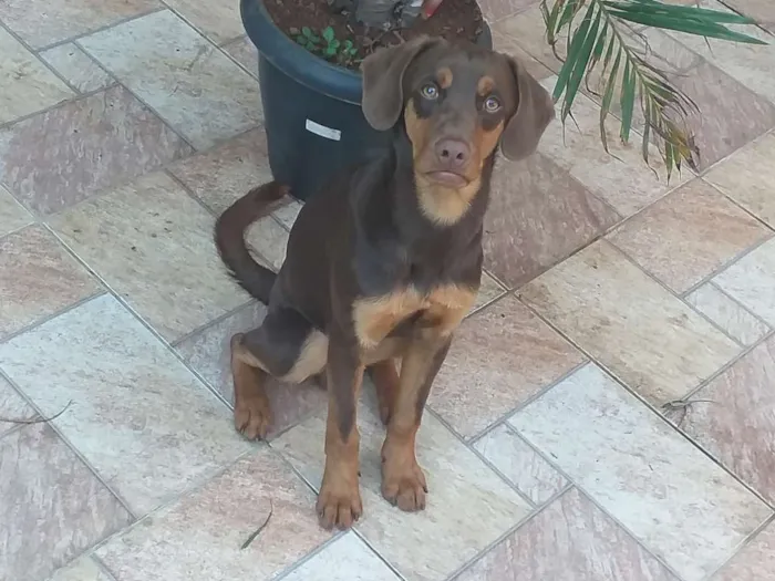 Cachorro ra a SRD idade 7 a 11 meses nome Logan