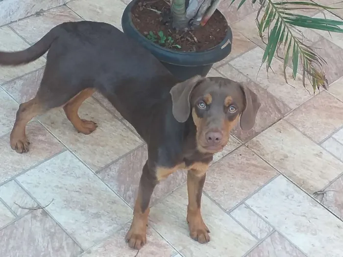 Cachorro ra a SRD idade 7 a 11 meses nome Logan