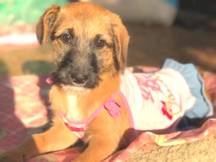 Cachorro ra a Srd idade 2 a 6 meses nome Cacau