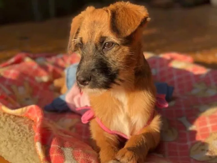 Cachorro ra a Srd idade 2 a 6 meses nome Cacau