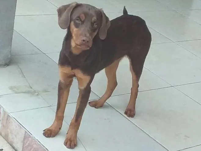 Cachorro ra a SRD idade 7 a 11 meses nome Logan