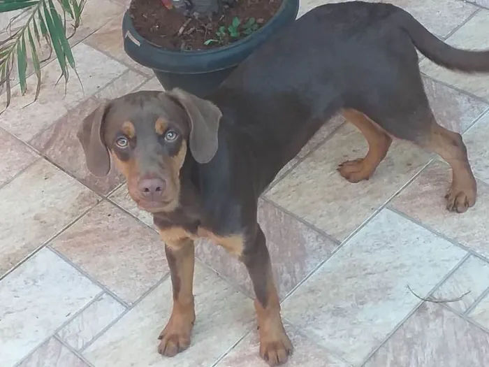 Cachorro ra a SRD idade 7 a 11 meses nome Logan