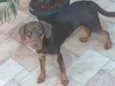 Logan