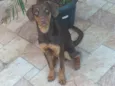 Logan