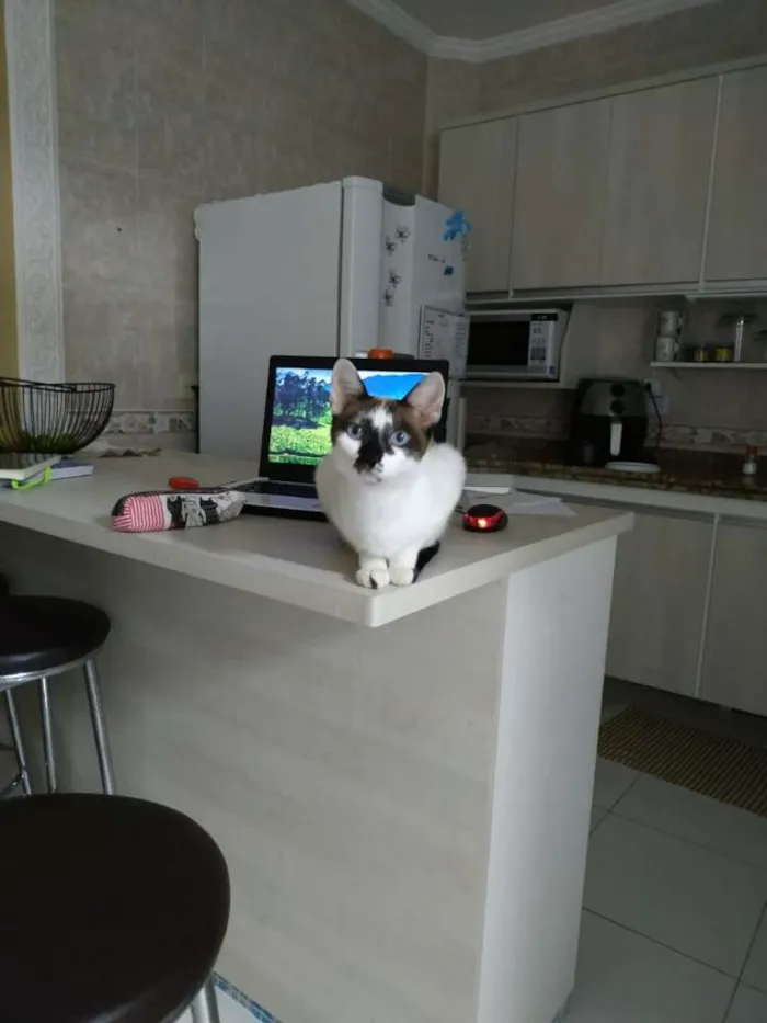 Gato ra a Sem raça idade 1 ano nome Bia