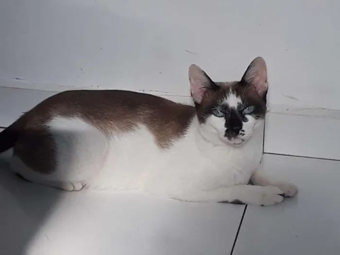 Gato ra a Sem raça idade 1 ano nome Bia