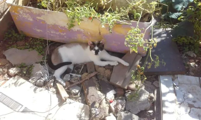 Gato ra a Sem raça idade 1 ano nome Bia
