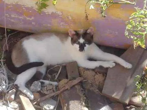 Gato ra a Sem raça idade 1 ano nome Bia