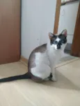 Bia