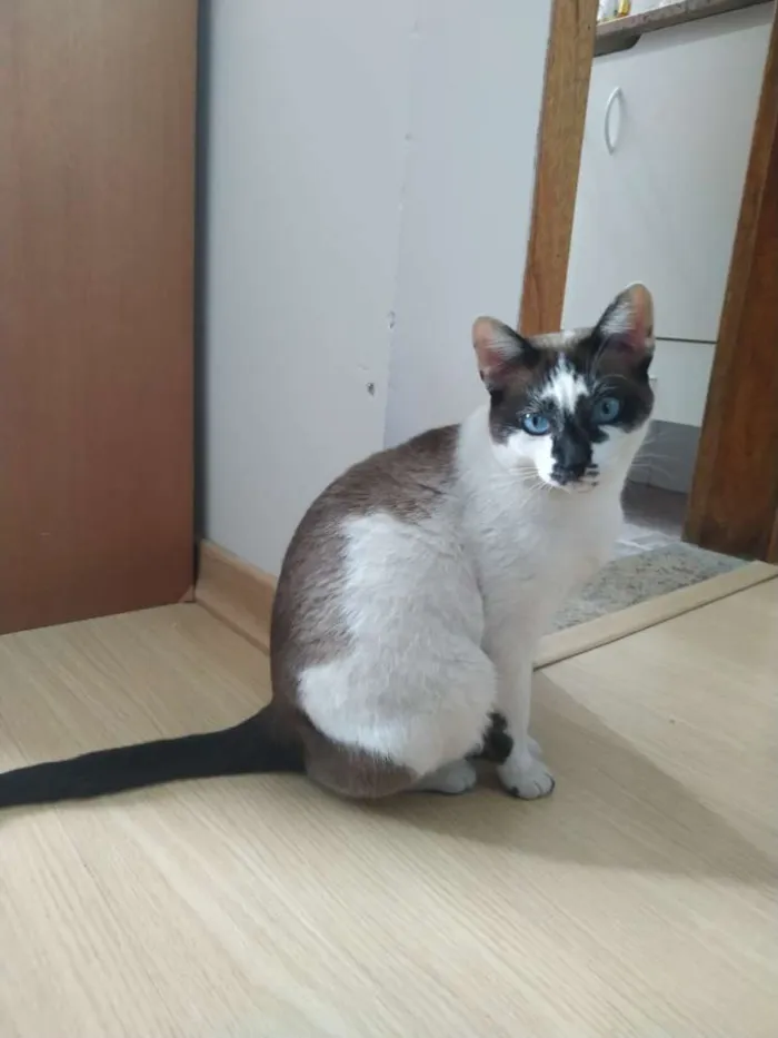 Gato ra a Sem raça idade 1 ano nome Bia