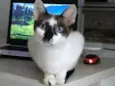 Bia
