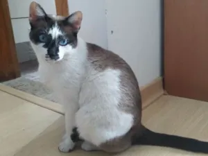 Gato raça Sem raça idade 1 ano nome Bia