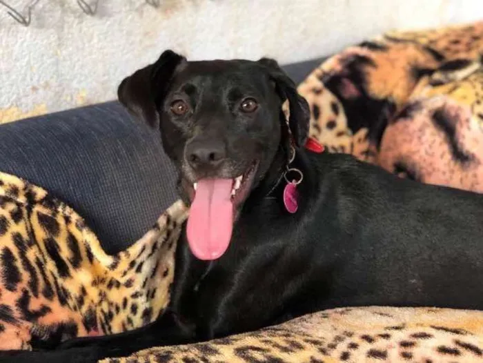 Cachorro ra a SRD idade 1 ano nome Belinha