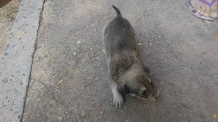 Cachorro ra a SRD idade Abaixo de 2 meses nome Filhote 009