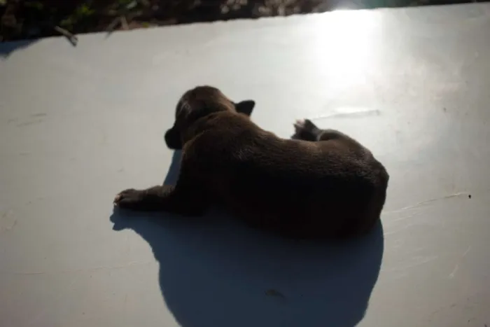 Cachorro ra a SRD idade Abaixo de 2 meses nome Filhote 009