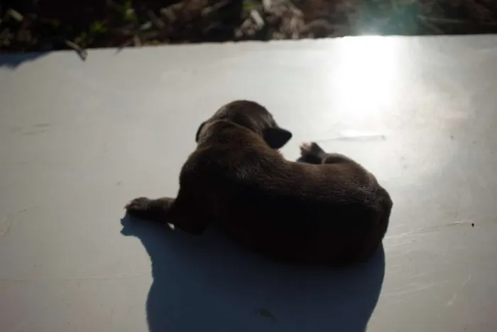 Cachorro ra a SRD idade Abaixo de 2 meses nome Filhote 009