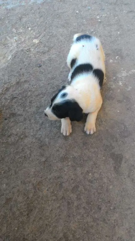 Cachorro ra a SRD idade Abaixo de 2 meses nome Filhote 010