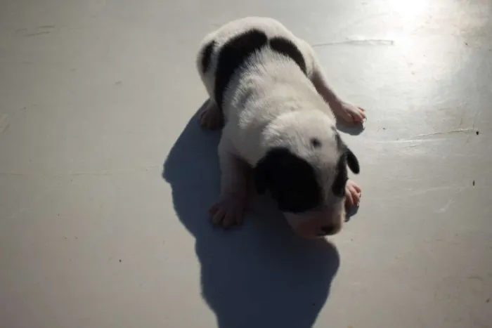 Cachorro ra a SRD idade Abaixo de 2 meses nome Filhote 010