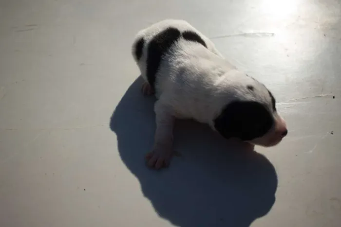 Cachorro ra a SRD idade Abaixo de 2 meses nome Filhote 010