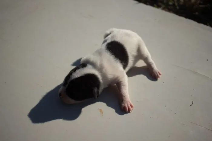 Cachorro ra a SRD idade Abaixo de 2 meses nome Filhote 011