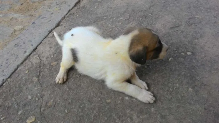 Cachorro ra a SRD idade Abaixo de 2 meses nome Filhote 013