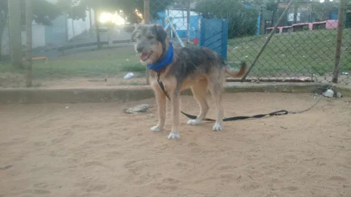 Cachorro ra a SRD  idade 2 a 6 meses nome Bingo 