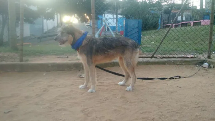 Cachorro ra a SRD  idade 2 a 6 meses nome Bingo 