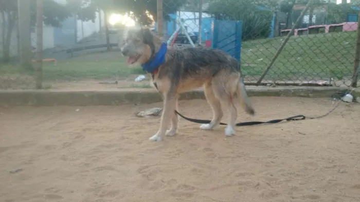 Cachorro ra a SRD  idade 2 a 6 meses nome Bingo 