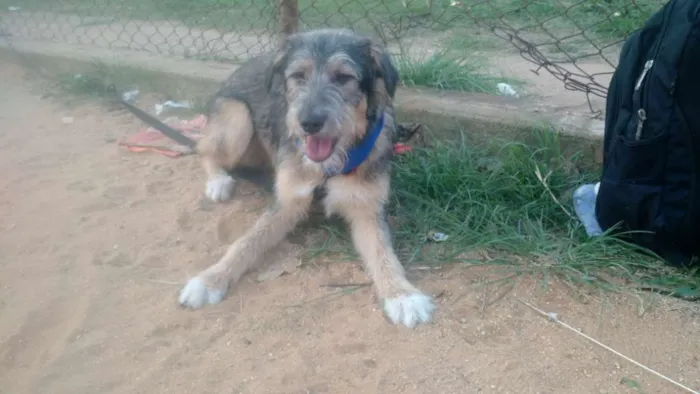 Cachorro ra a SRD  idade 2 a 6 meses nome Bingo 