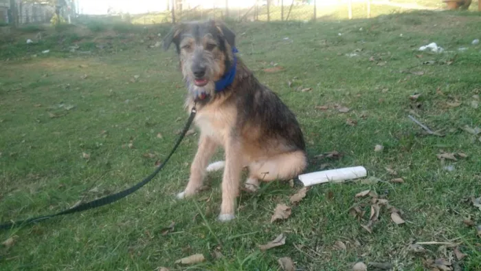 Cachorro ra a SRD  idade 2 a 6 meses nome Bingo 
