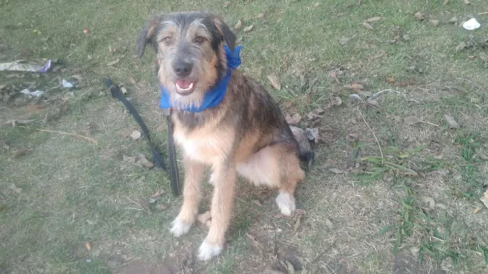 Cachorro ra a SRD  idade 2 a 6 meses nome Bingo 