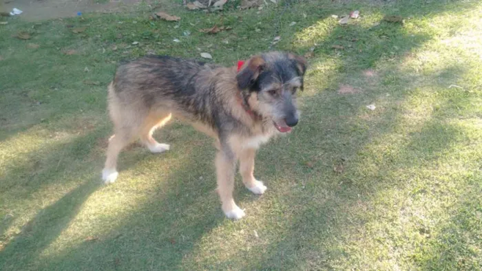 Cachorro ra a SRD  idade 2 a 6 meses nome Bingo 