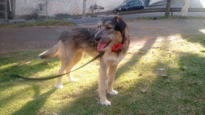 Cachorro ra a SRD  idade 2 a 6 meses nome Bingo 