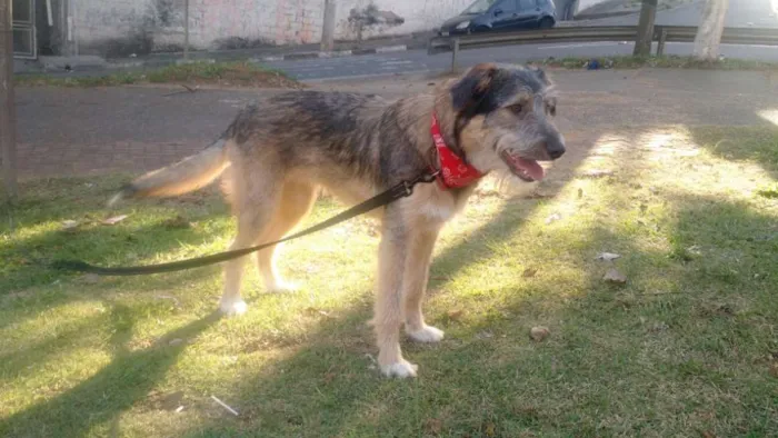 Cachorro ra a SRD  idade 2 a 6 meses nome Bingo 