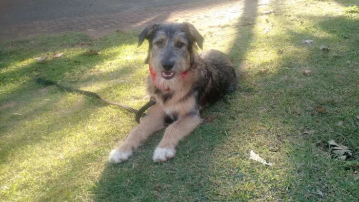 Cachorro ra a SRD  idade 2 a 6 meses nome Bingo 