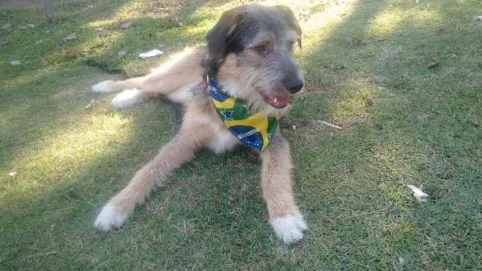 Cachorro ra a SRD  idade 2 a 6 meses nome Bingo 