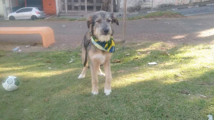 Cachorro ra a SRD  idade 2 a 6 meses nome Bingo 