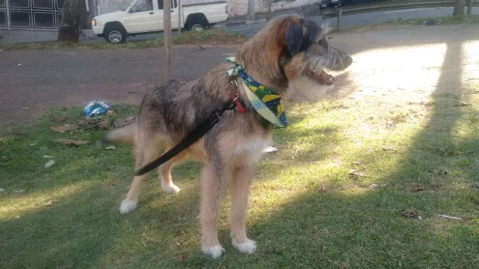 Cachorro ra a SRD  idade 2 a 6 meses nome Bingo 